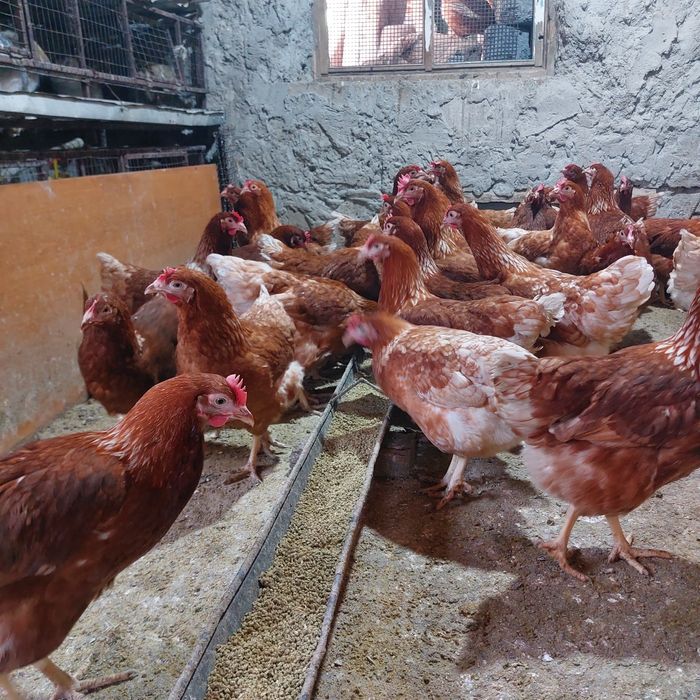 Молодки кросс Родонит 5 месецев