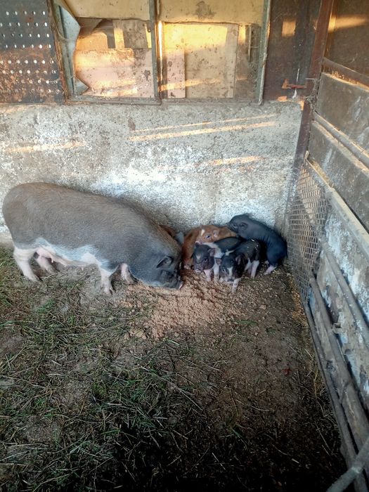 Виетнамски прасенца.