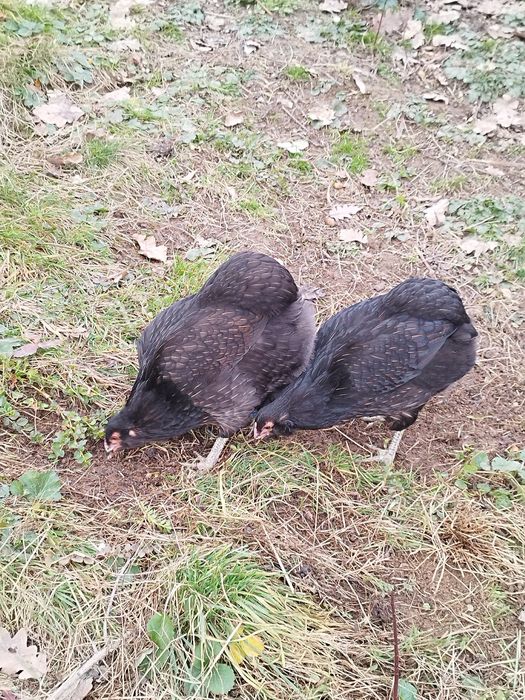 Araucana potârnichiu sălbatic