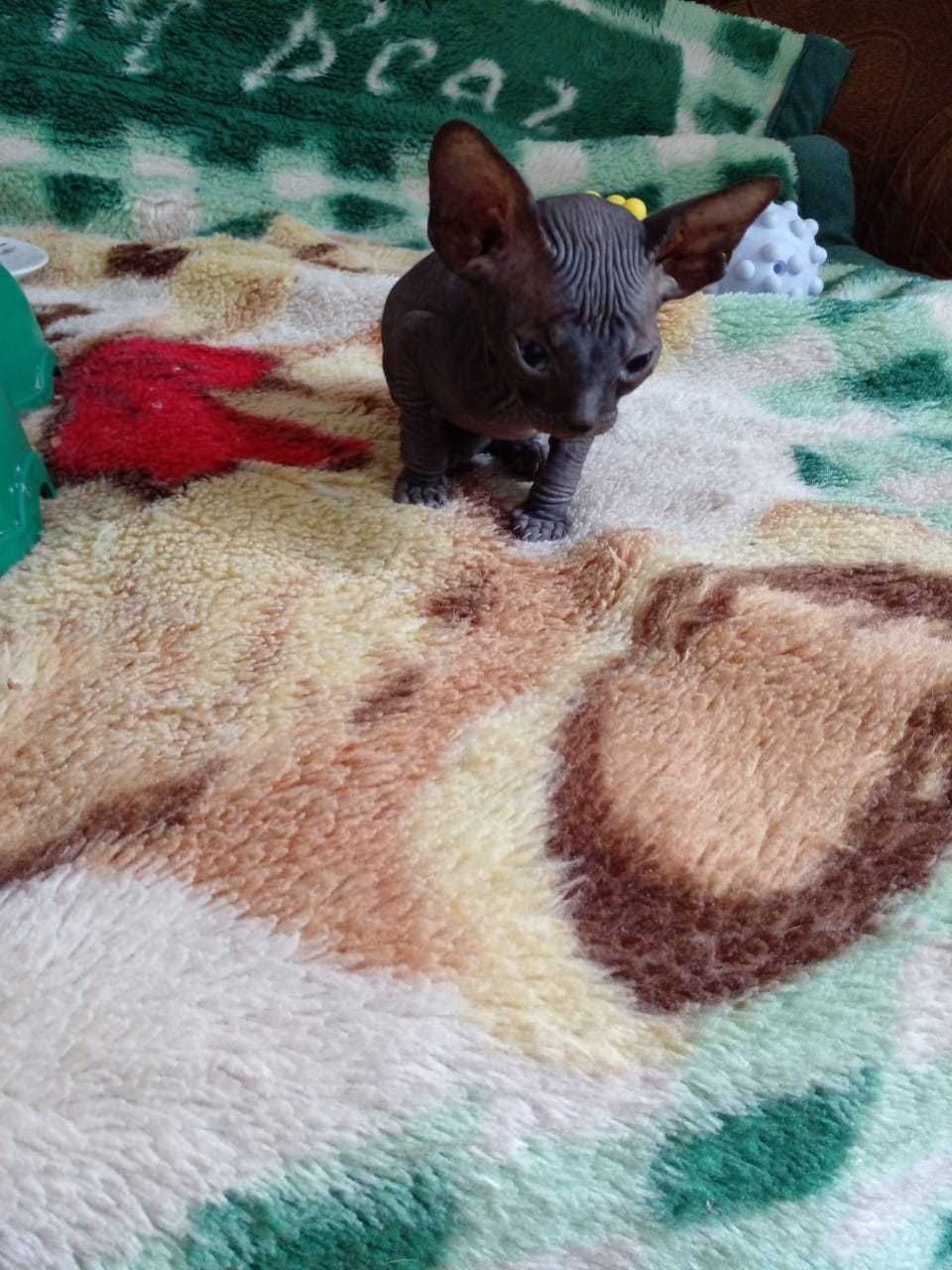 Донской Сфинкс чёрный, резинка, мальчик. Лысая гипоаллергенная кошка