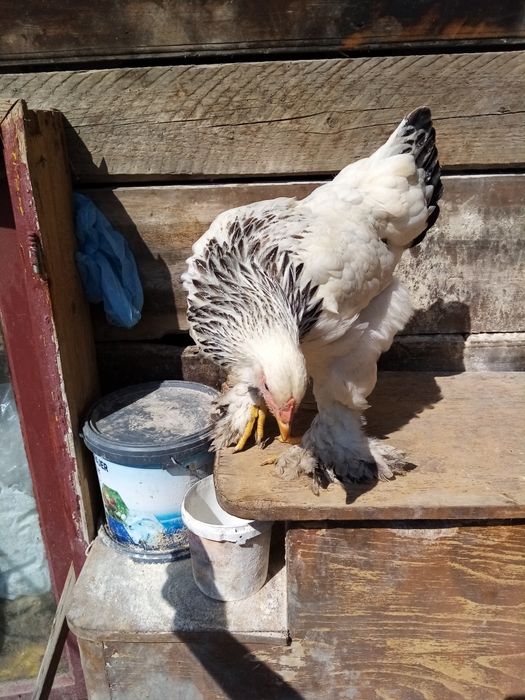 Găini brahma caută casă