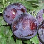 Pomi Fructiferi deosebiti  prun laroda