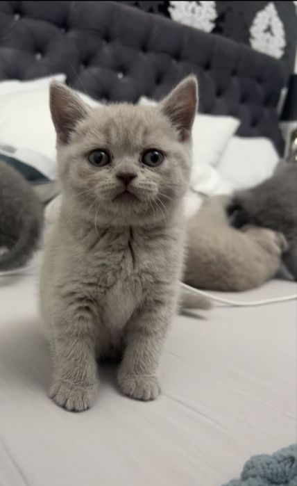 Vând pisoi din rasa British Shorthair Lila/ Fawn, motănel