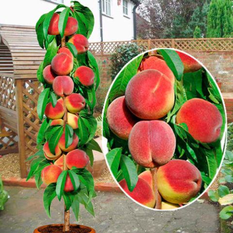 Pomi fructiferi columnari!