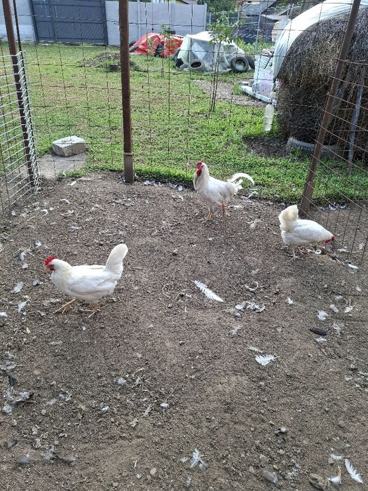 Găini și cocoș Leghorn