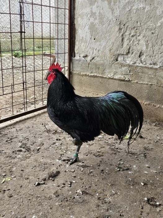 Australorp negru