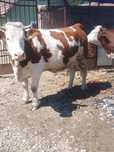 Animale de vanzare