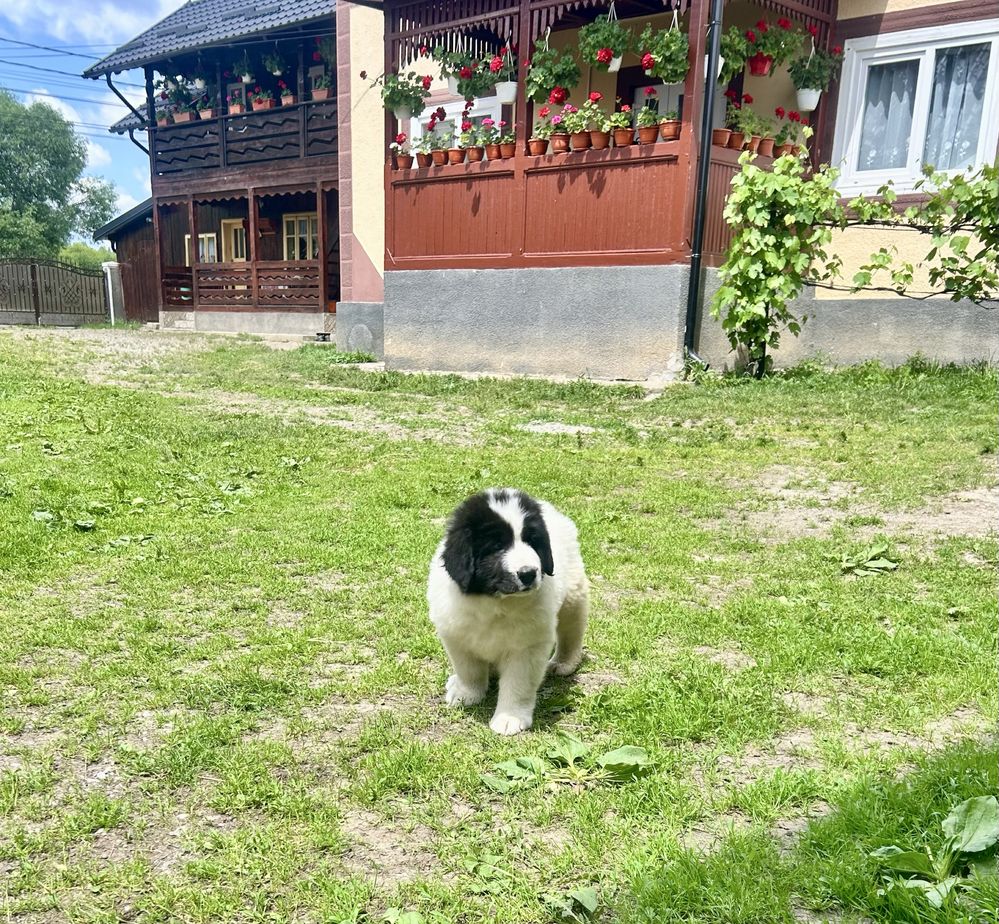 Femela ciobanesc de bucovina