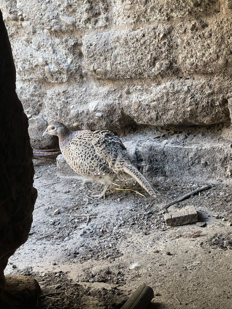 Fazani comuni au inceput sa oua