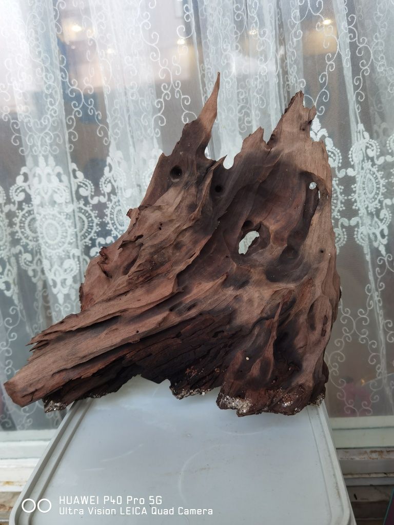 Мангрови корени..