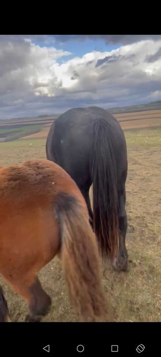 Vând manza neagra de 2 ani jumate