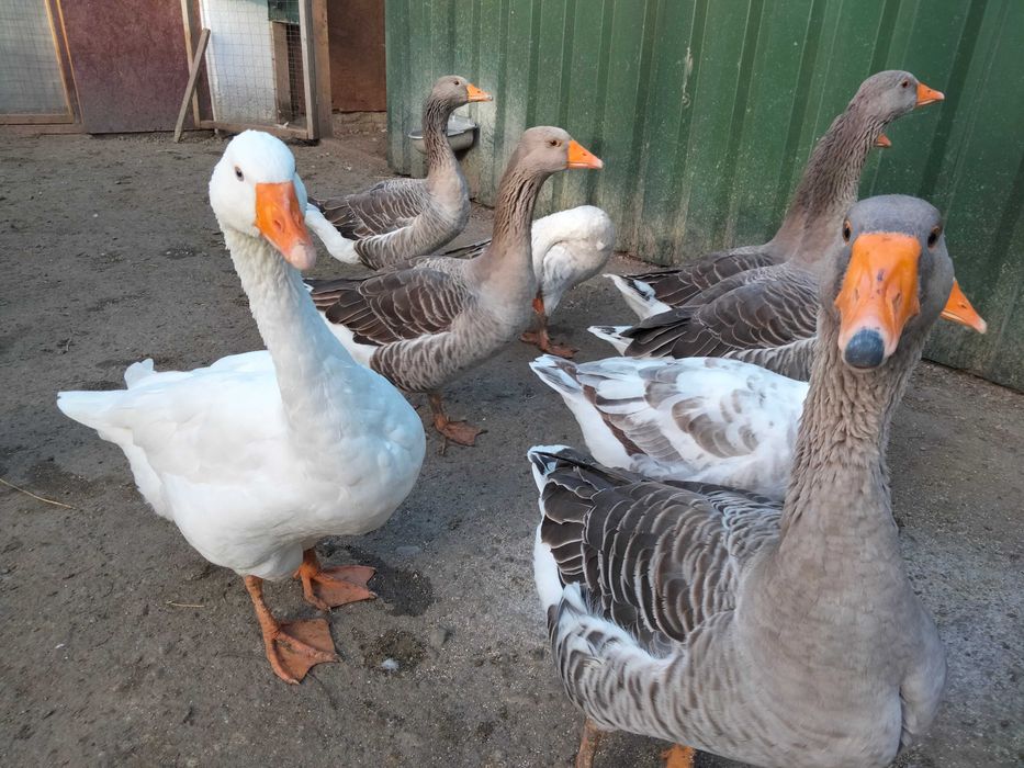 Vând perechi de gâște Toulouse