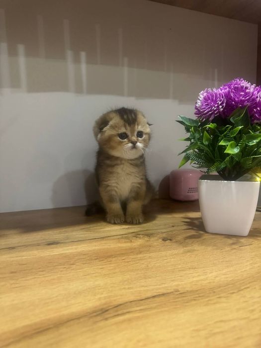 Скотиш фолд золотая шиншилла мальчик