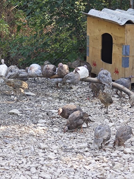 Фазани,токачки,японки,мускусни неми патици