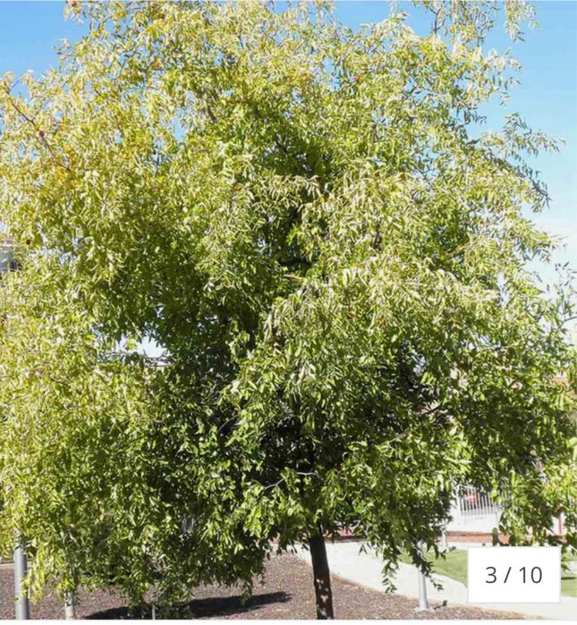 Curmal Chinezesc (Ziziphus jujuba), cu fructe dulci aromate