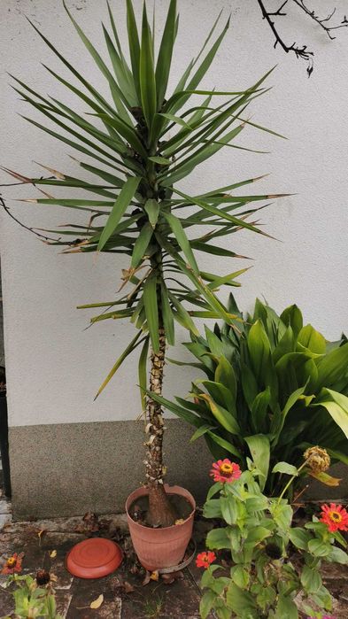 Палми Юка различни големини