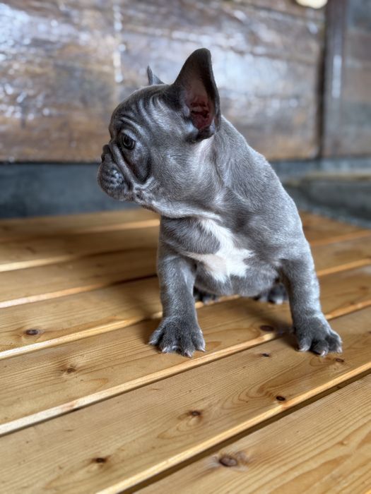 Bulldog francez Blue F