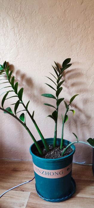 Комнатные растения