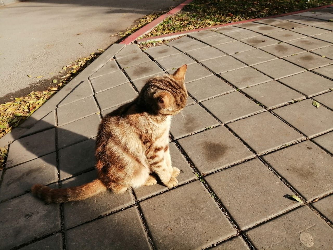 Красавица кошка в доме и другого украшения для дома не надо