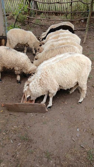 Ofertă: Vand mioare