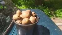 Домашняя семенная картошка
