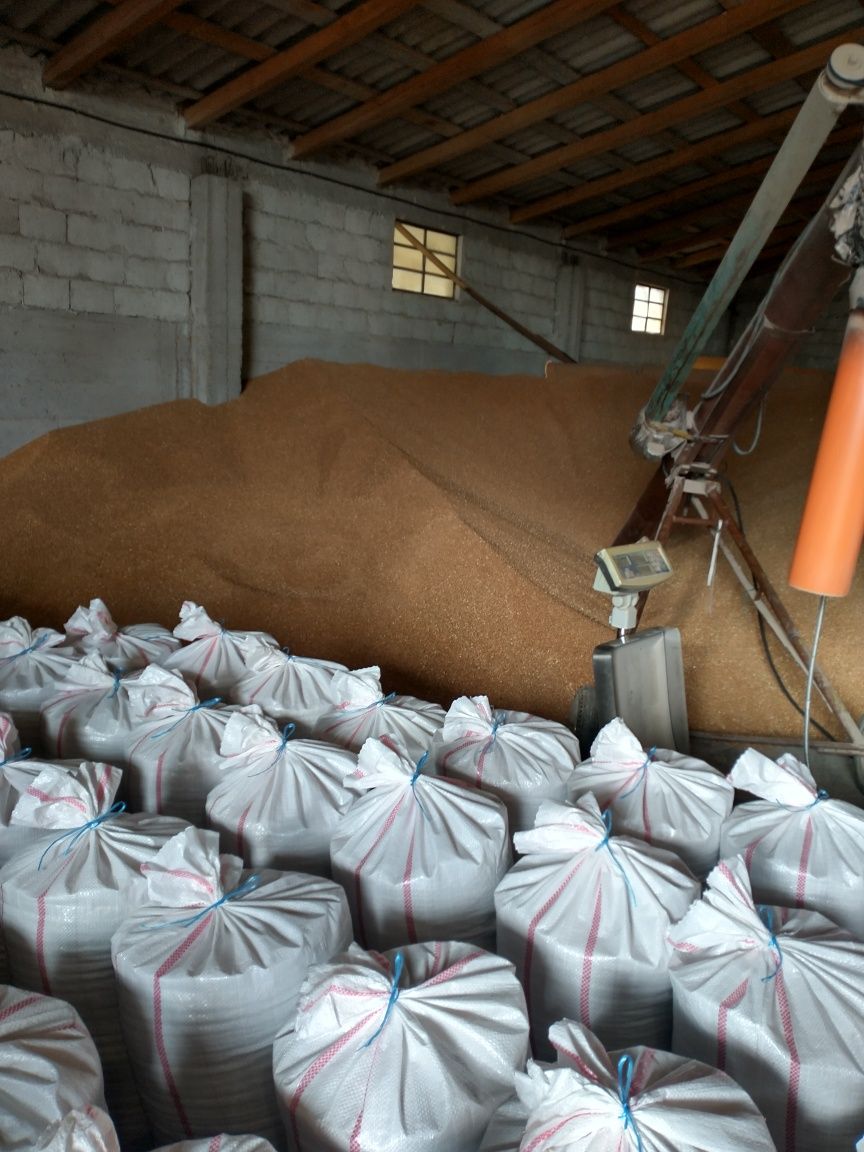 Vând  porumb, grâu, transport la cerere