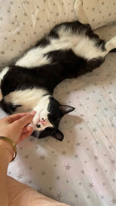 Отдам даром хорошого  кота и даю бесплатно его любимую игрушку!!