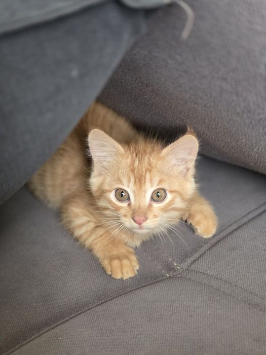 Котята в хорошие руки