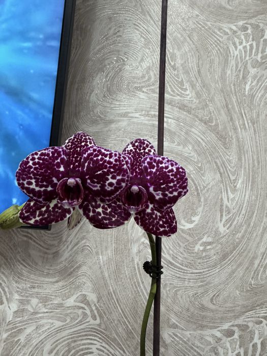 Орхидея фаленопсис