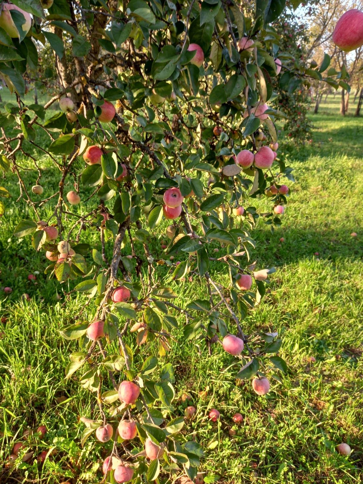 Curatare pomi fructiferi