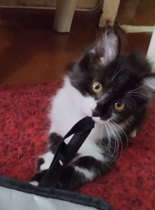 Котята девочки 2,5 месяца