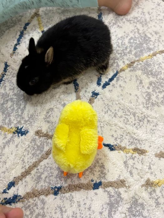 Декаративный кролик