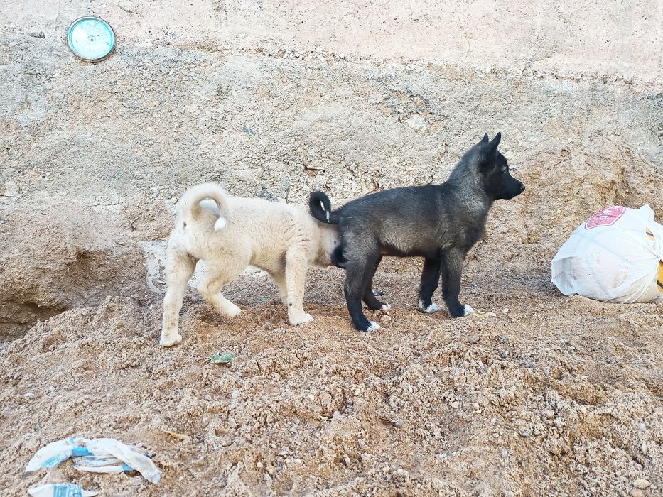 Щенки лайки ЗСЛ и ВСЛ