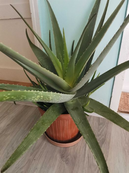 Алое вера лечебно