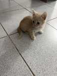 Отдам в хорошие руки котят