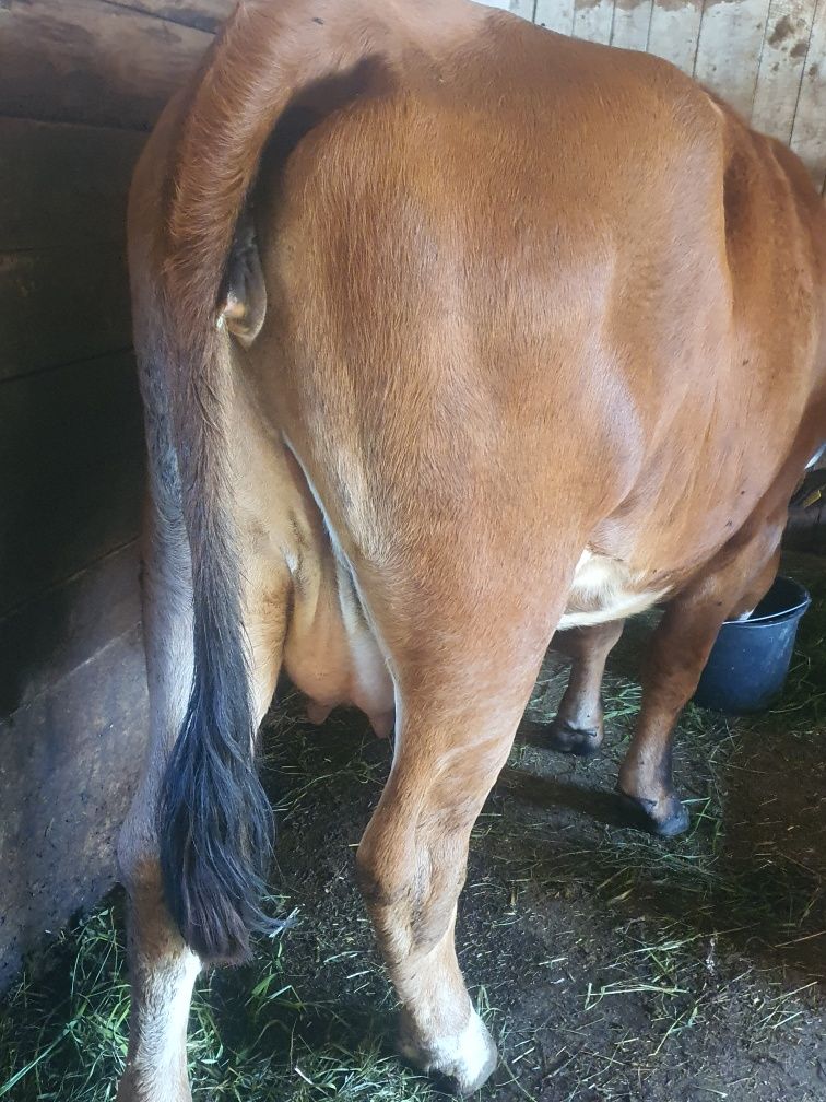 Junca la prima fatare cuminte la muls sau scimb cu vaci de abator .