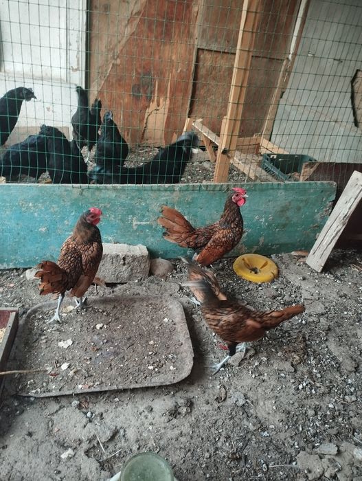 Золотой сбрайт хурозлари сотувда 4дона