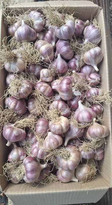 Sămânță usturoi de Copalau