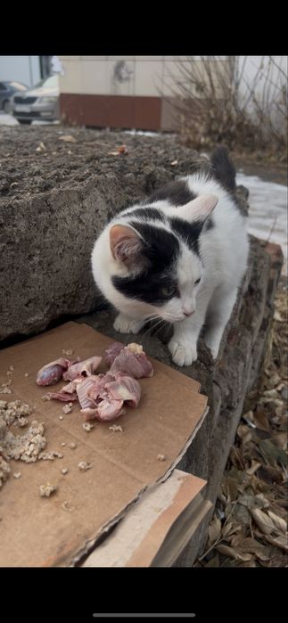 Котенок в добрые руки