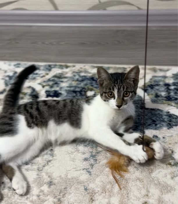 котенок в хорошие руки