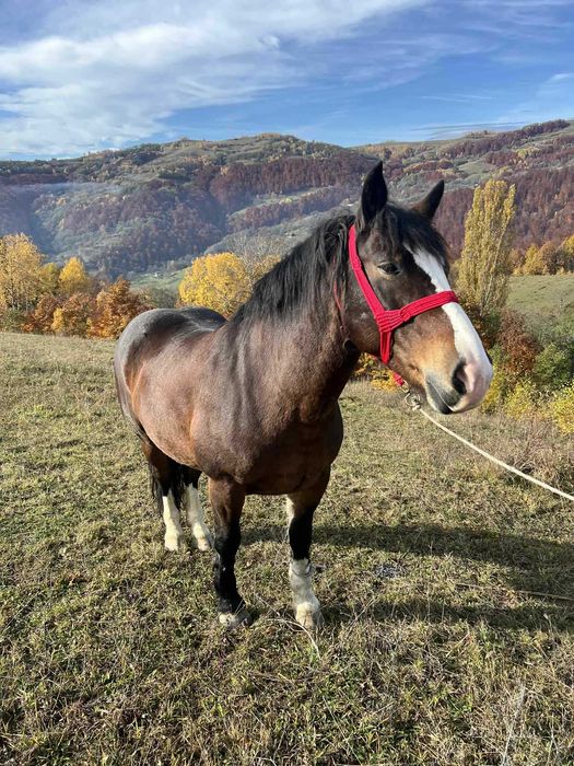 Vând cal de 5 ani