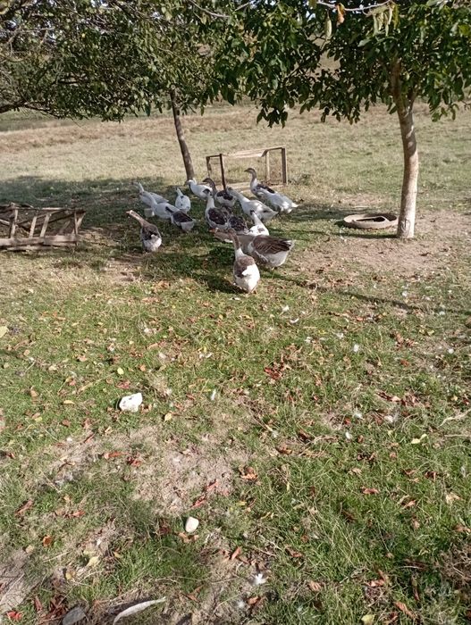 Vând gâște tinere