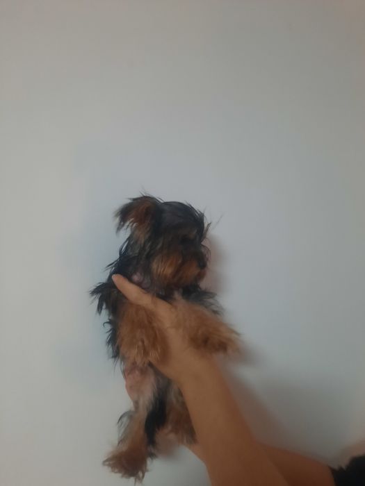 Йоркширски териер мини мъжко