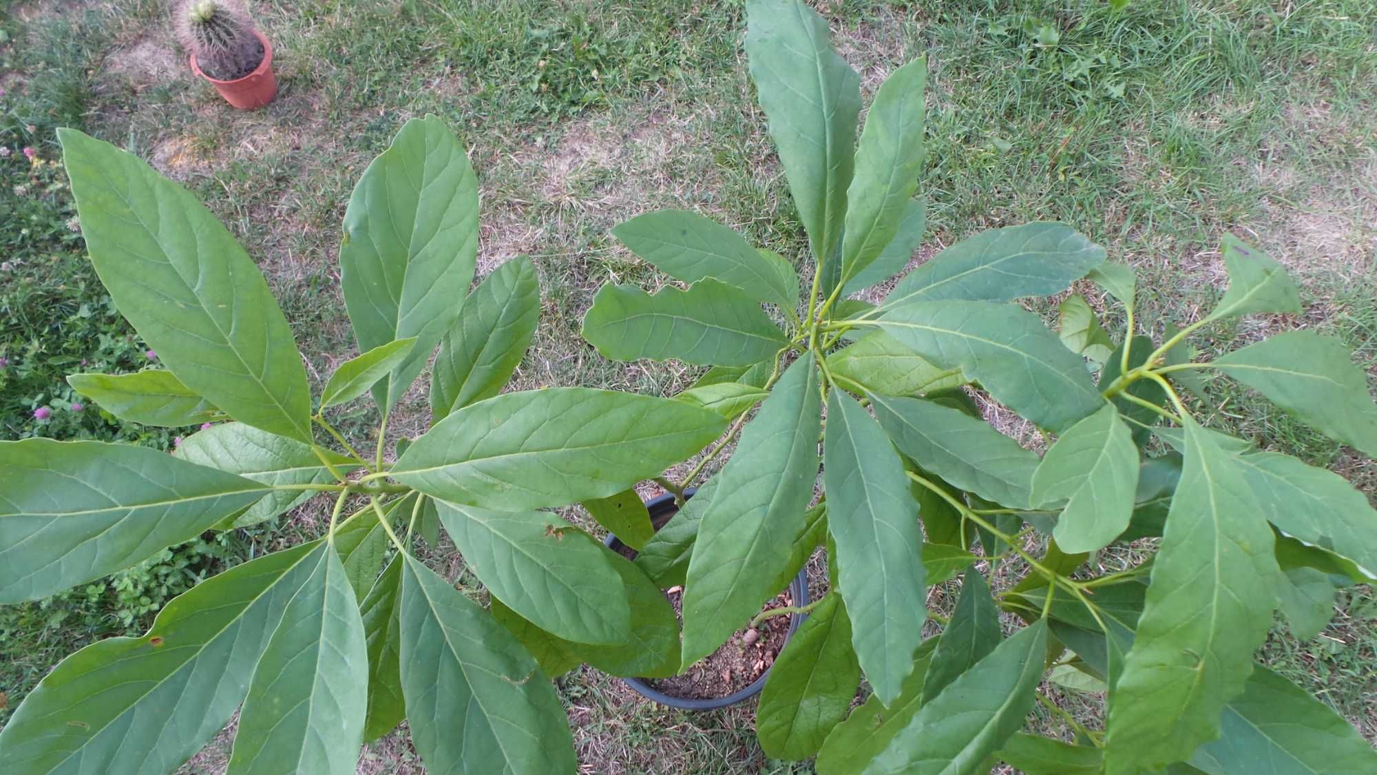 Planta exotica avocado