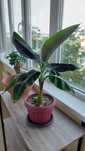 Vand Bananier Musa Tropicana