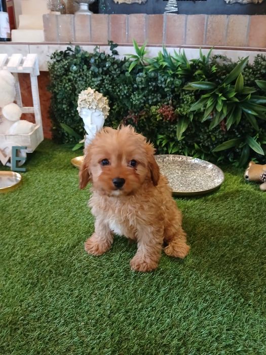 Cavapoo – cățeluș adorabil, blând și inteligent