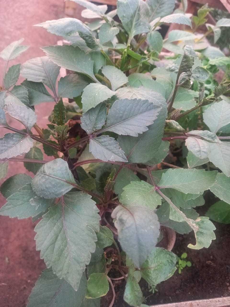 Продам     цветы