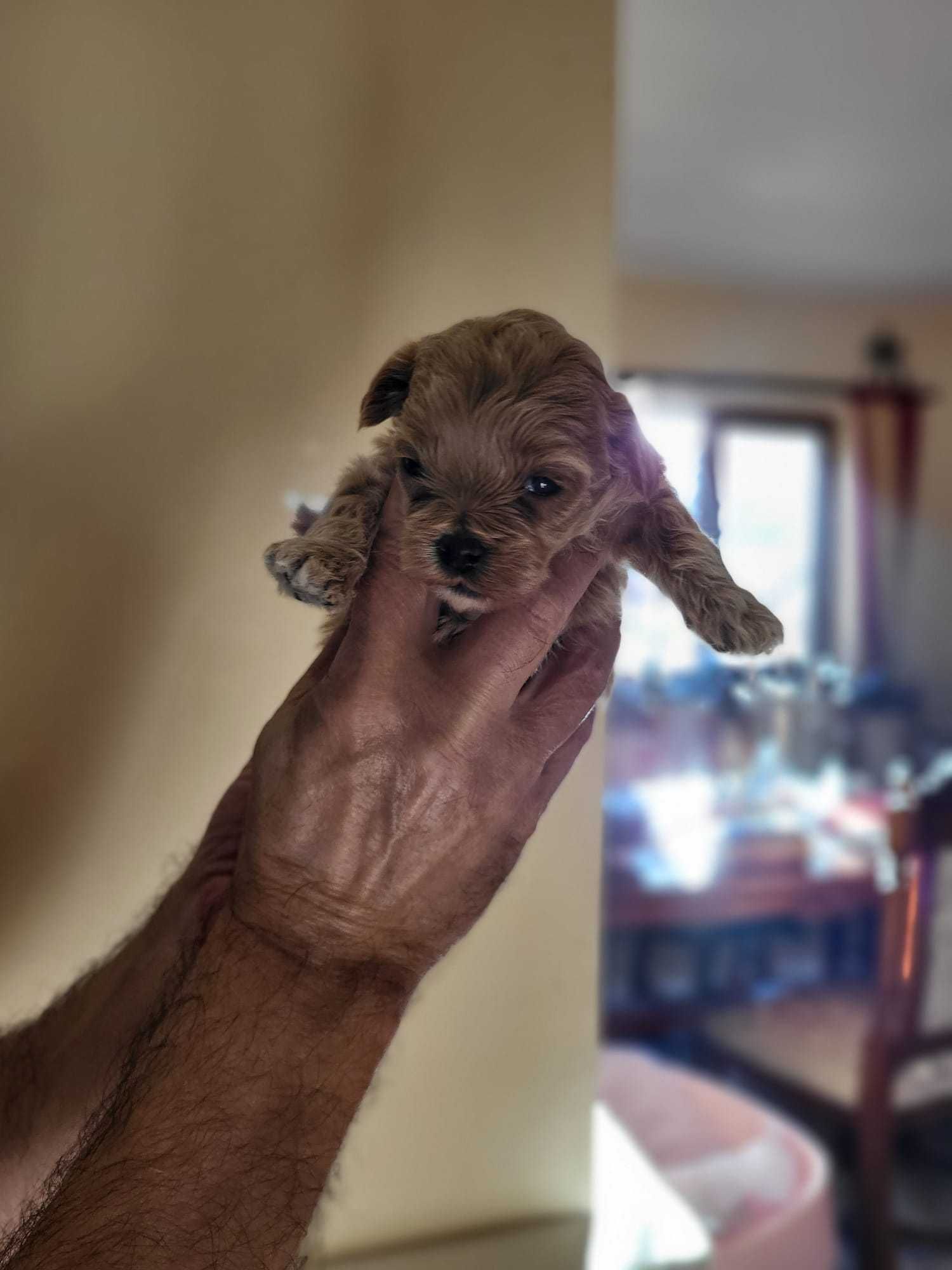 Pui Maltipoo Toy femela