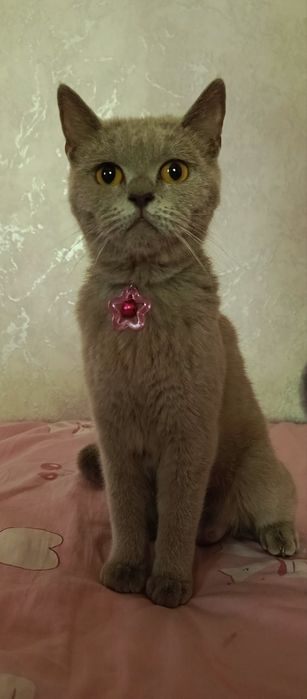 котята за шоколадку