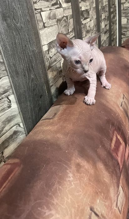 Котенца канадски сфинкс и елф